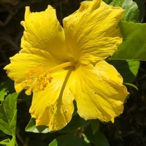 Meet your Posher, Norlyn